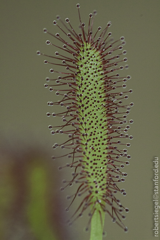 sundew